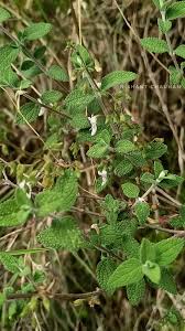 Image result for Isodon ramosissimus