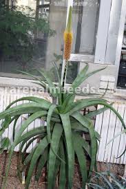 Image result for Aloe spicata