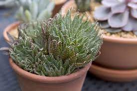 Image result for Pearsonia aristata