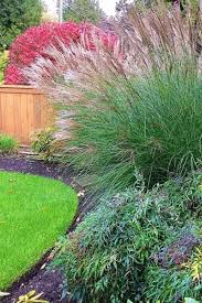 Maybe you would like to learn more about one of these? 14 Tall Ornamental Grasses And Grass Like Plants For Privacy