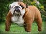 13 Types of Bulldog Breeds & Their Differences (With ...