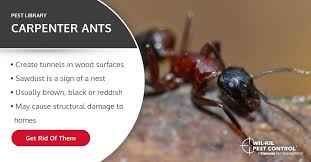 They offer organic pest control and carpenter ant control. Carpenter Ant Identification Pest Control Facts And Information