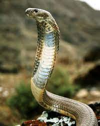 Caspian Cobra Snakes N Scales Snake Cobra Snake Scary Snakes