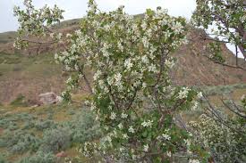 Check spelling or type a new query. 21 Great Flowering Trees For Utah Gardens Progardentips
