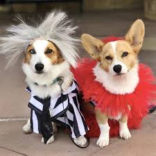 It's based on the betelgeuse star which is housed in the if you want to see beetlejuice in the flesh, book a flight to universal studios, where beetlejuice's rock and roll graveyard revue has been playing since 1992. Literally Just 37 Adorable Doggos In Halloween Costumes Dog Halloween Costumes Funny Dog Costumes Funny Pet Halloween Costumes