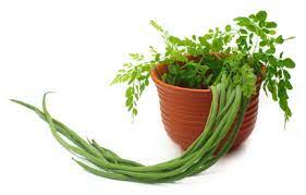 59,90 € * 0.15 kg | 399. Anzucht Und Pflege Des Moringa Oleifera Garten Ratgeber Net Garten Tipps Fur Hobbygartner