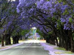 Image result for Jacaranda