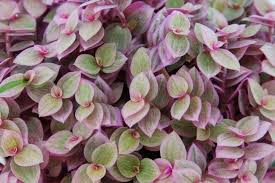 He's turning into a big pink… callisia repens 'pink panther'. Callisia Rosato Pink Lady Eden Collection Smit Kwekerijen