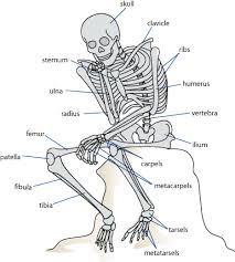 This science quiz game will help you learn 15 of the most important bones. Dem Bones Dem Important Bones Scq