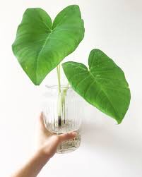 Elephant Ears Houseplants Elephant Ear Plant Indoor Elephant Ears Elephant Ear Plant
