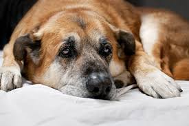If a person is immunosuppressed the stomach flu can last for a week and even more. Gastroenteritis In Dogs Symptoms Causes Diagnosis Treatment Recovery Management Cost