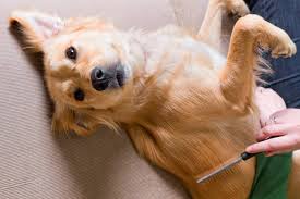 Apr 02, 2021 · your dog may have fleas if they scratch a lot, have small red bites, or have flea dirt on the skin. Fleas How To Get Them Off Your Pet