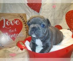 If you feel that you are someone who would like to help out by volunteering or fostering one of our amazing adoptees please fill out one of. French Bulldog Dogs For Adoption In Michigan Usa Page 1 10 Per Page Puppyfinder Com