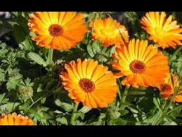 Growing Calendula Hindi Urdu Youtube