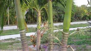 Image result for Adonidia