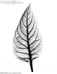 Heidi's chasing rabbits, max is chasing cars it's summer, it's summer, i cut through the neighbors' yards new seat, new pads. X Ray Leaf Leaf Tattoos Tattoos Ray Tattoo