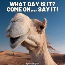 Lovethispic offers good morning guess what day it is. 20 Hump Day Memes To Help You Laugh Thru Wednesday Digital Mom Blog