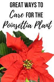 Care For The Poinsettia Plant Care Poinsettia Plant Plant Care Poinsettia Care