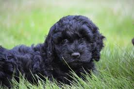 Ask questions and learn about labradoodles at nextdaypets.com. Black Labradoodles