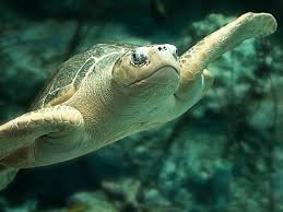 Image result for turtle