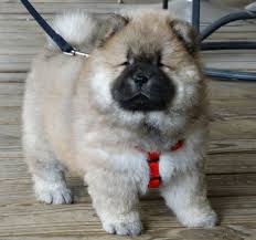 Maybe you would like to learn more about one of these? Chow Chow Puppies For Sale Marietta Ga 294218