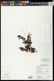 Image result for Anemia angolensis