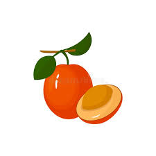 Image result for Ximenia