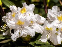 As their white flower name suggests, these blooms require a lot of water to remain hydrated! 20 Types Of White Flowers For Your Garden Hgtv