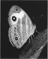 Image result for Lepidotrichilia