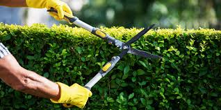 Hecken schneiden im sommer verboten das sagt das gesetz wann sollte man sträucher schneiden? Hecke Schneiden Und Entsorgen Wann Es Erlaubt Ist