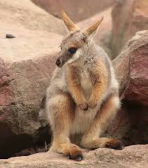 Yellow Footed Rock Wallaby Wallaby Australian Animals Australian Wildlife