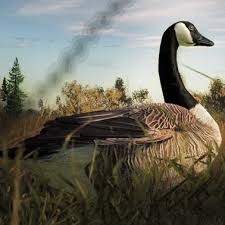 Check out amazing kanadagans artwork on deviantart. Kanadagans Thehunter Wiki Fandom