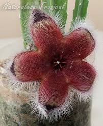 Son cactus de porte colgante con largos y anchos tallos, ideales para interiores. Una Estrella Que Debes Conocer Stapelia Grandiflora Var Ambigua
