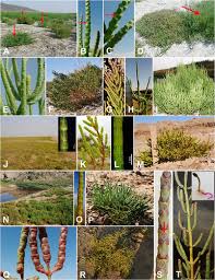Image result for Salicornia pachystachya