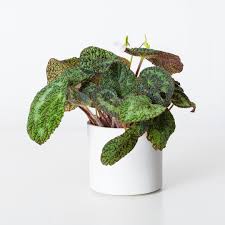Image result for Begonia longipetiolata