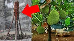 Multi Root Grafting Jackfruit Tree Youtube