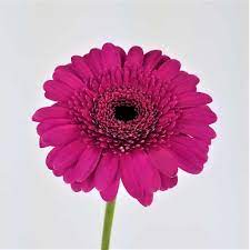 Gerbera Flower Purple Best Flower Wallpaper