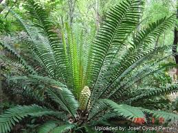 Image result for Encephalartos villosus