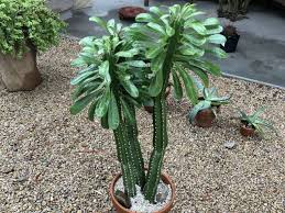 Euphorbia Royleana Sullu Spurge World Of Succulents Euphorbia Desert Plants Succulents