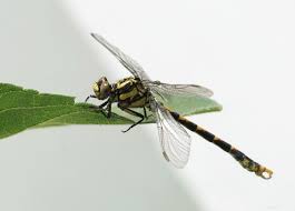 Black And Yellow Dragonfly With Green Eyes Dragonfly Types Of Dragonflies White Gardens Dragonfly