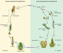 Ø bryophytes are the most simplest and most primitive land plants ø name bryophyte is derived from two words; Life Cycle Of Bryophytes Course Hero