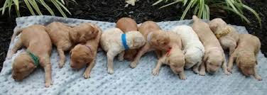 Goldendoodle puppies & breeder in ohio. F2 Goldendoodle Puppies For Sale In Lima Ohio Classified Americanlisted Com