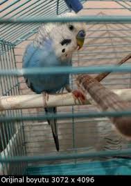 Muhabbet Kusumun Ayagi Kaniyor Acill
