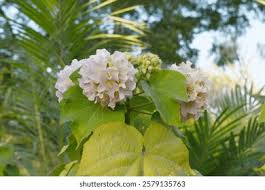 Image result for Dombeya lastii