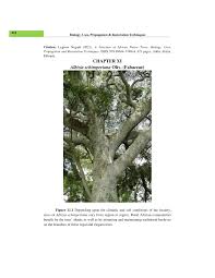 Image result for Albizia schimperiana