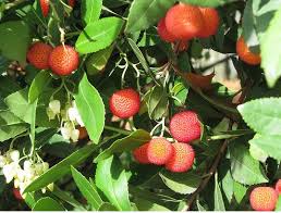 208,000+ vectors, stock photos & psd files. Orange Red Fruit Trees Jpg 2 Comments