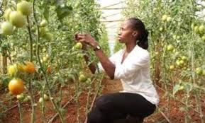 What Is Fruit Farming