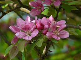 Benvenuti in edendeifiori, il paradiso per i tuoi fiori e le piante, una guida completa e facile da consultare per curare al meglio il proprio angolo verde in giardino, in casa o sul balcone. Albero Di Pesche Fiore Di Pesco Fioritura Fiori Rosa Albero Primavera Colore Colorato Luminosa Pikist