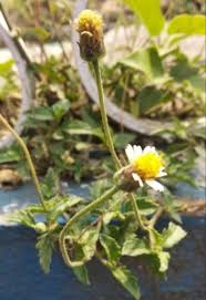 Image result for Tridax