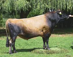 A Young Handsome Jersey Bull The Usual Coloring Of A Jersey Bull Jersey Cattle Cattle Miniature Cow Breeds